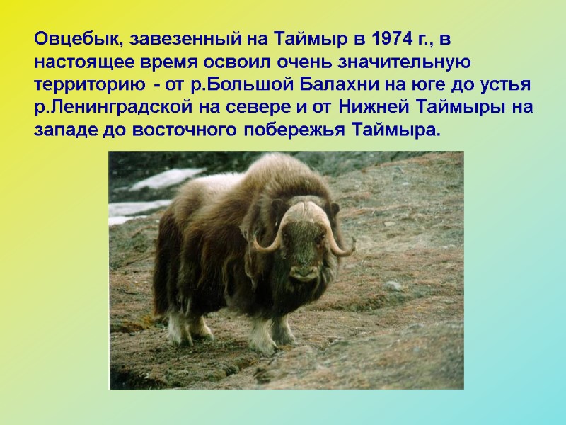 Овцебык, завезенный на Таймыр в 1974 г., в настоящее время освоил очень значительную территорию